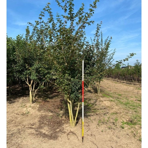 Naverlönn - Acer campestre 400-450 MS